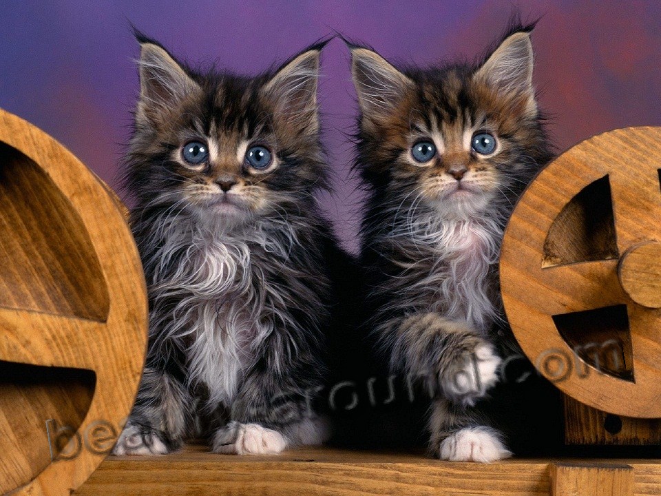 maine coon photos