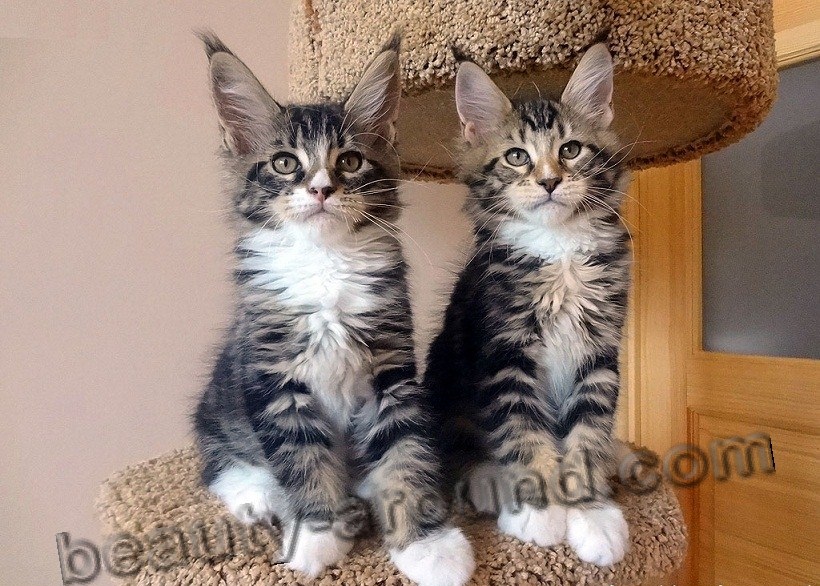 maine coon kittens pictures