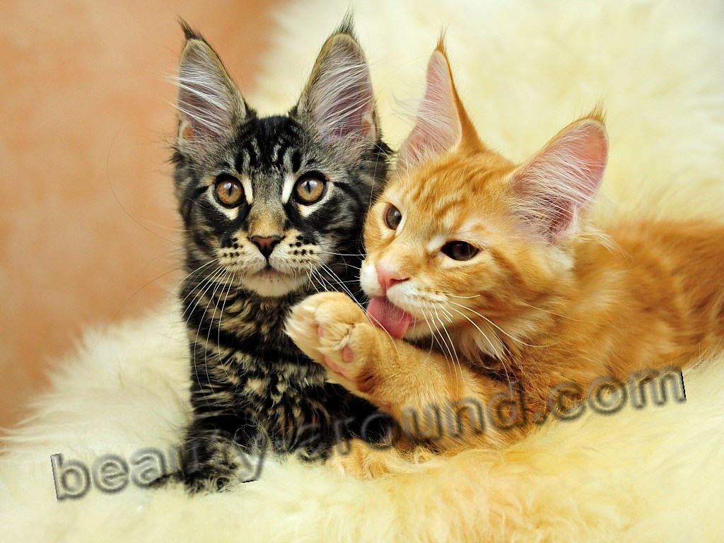 maine coon photos