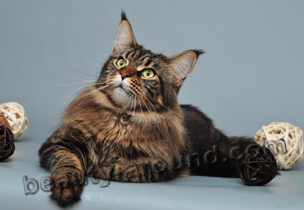 maine coon photos