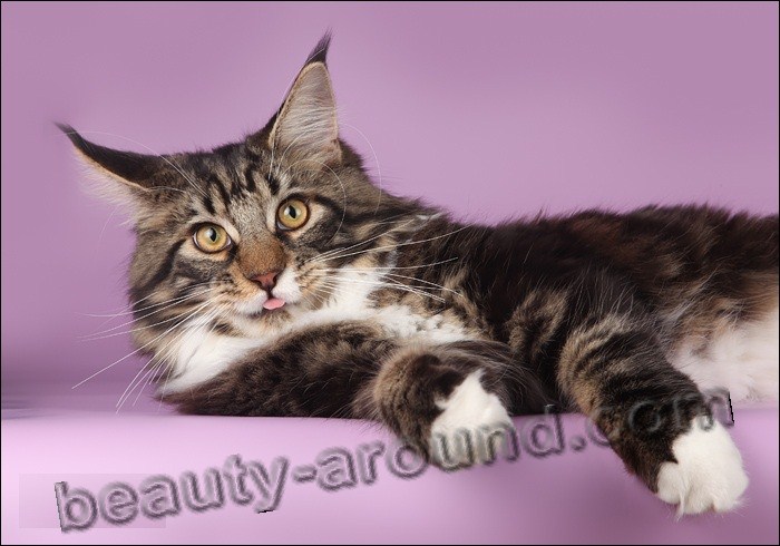 maine coon photos