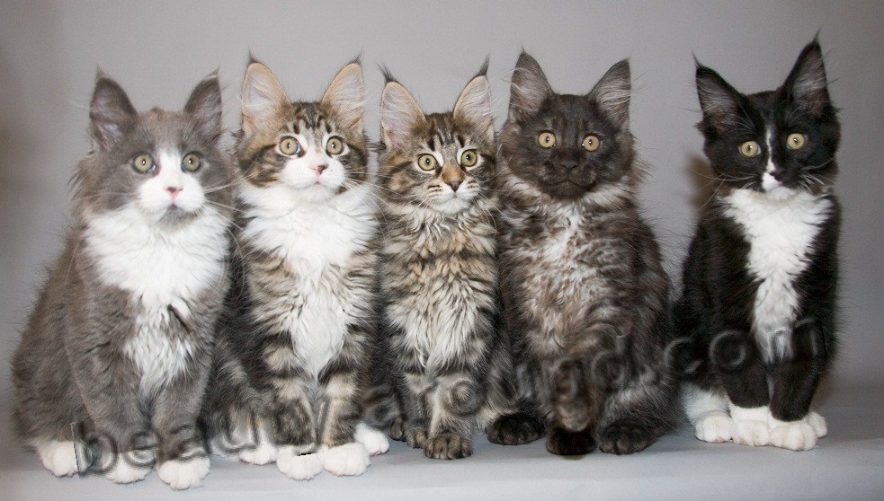 maine coon kittens photos