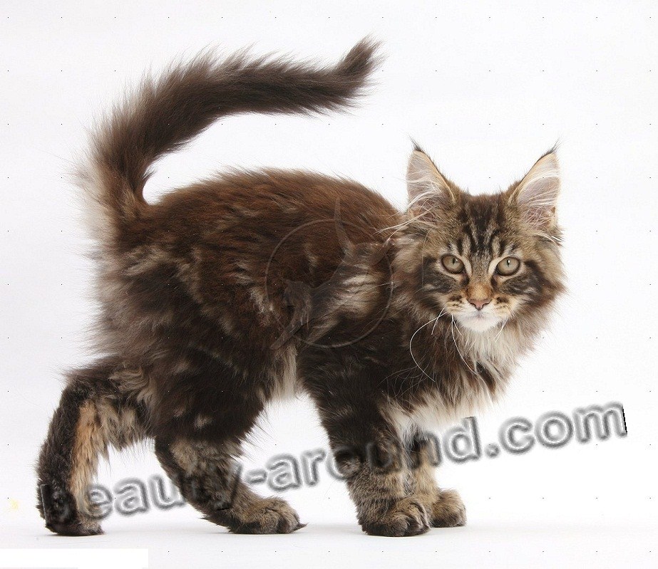 maine coon kittens photos