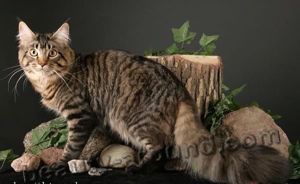 maine coon photos