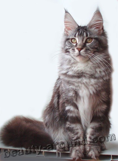 maine coon photos