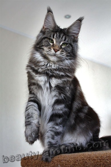 maine coon photos