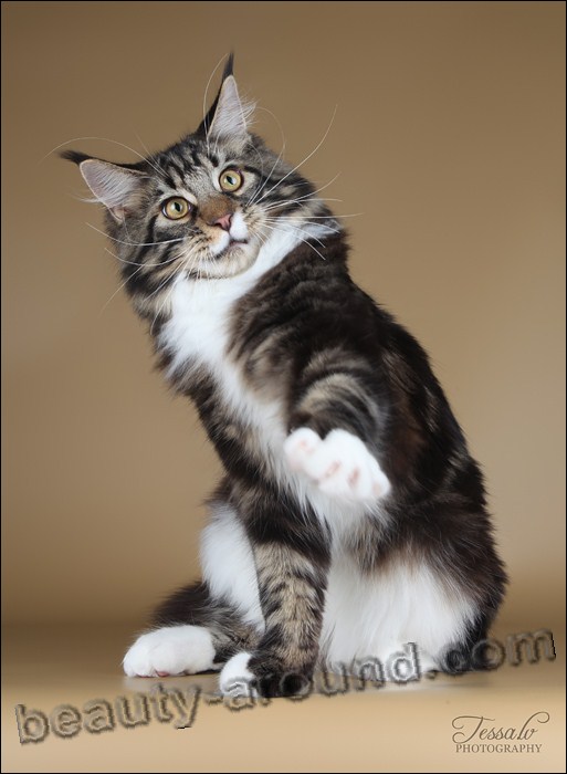 maine coon photos