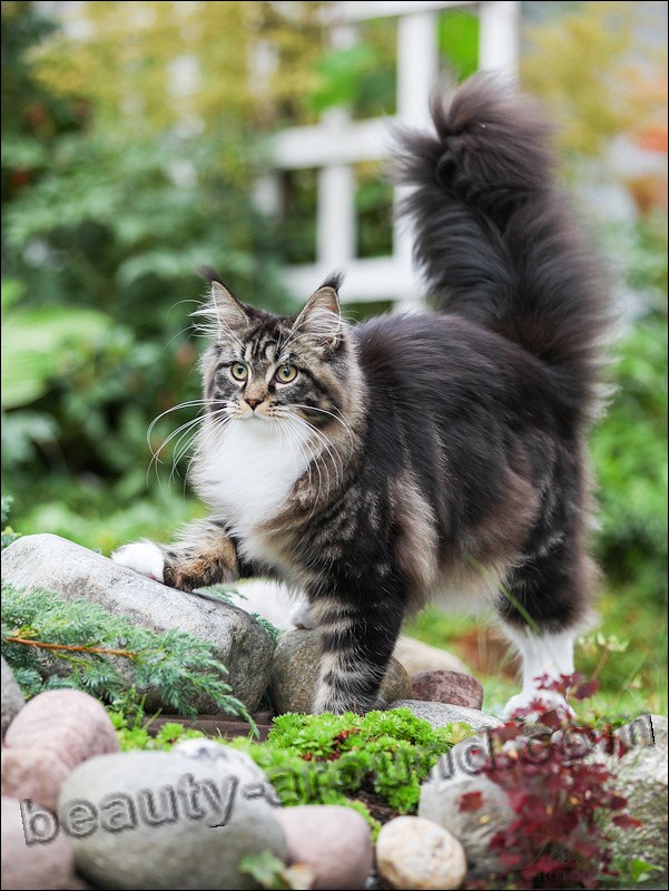 maine coon photos