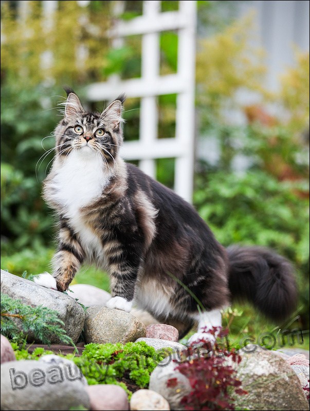 maine coon photos