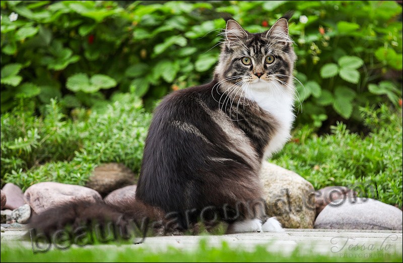 maine coon photos