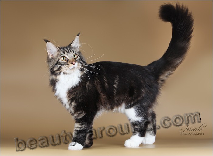 maine coon photos