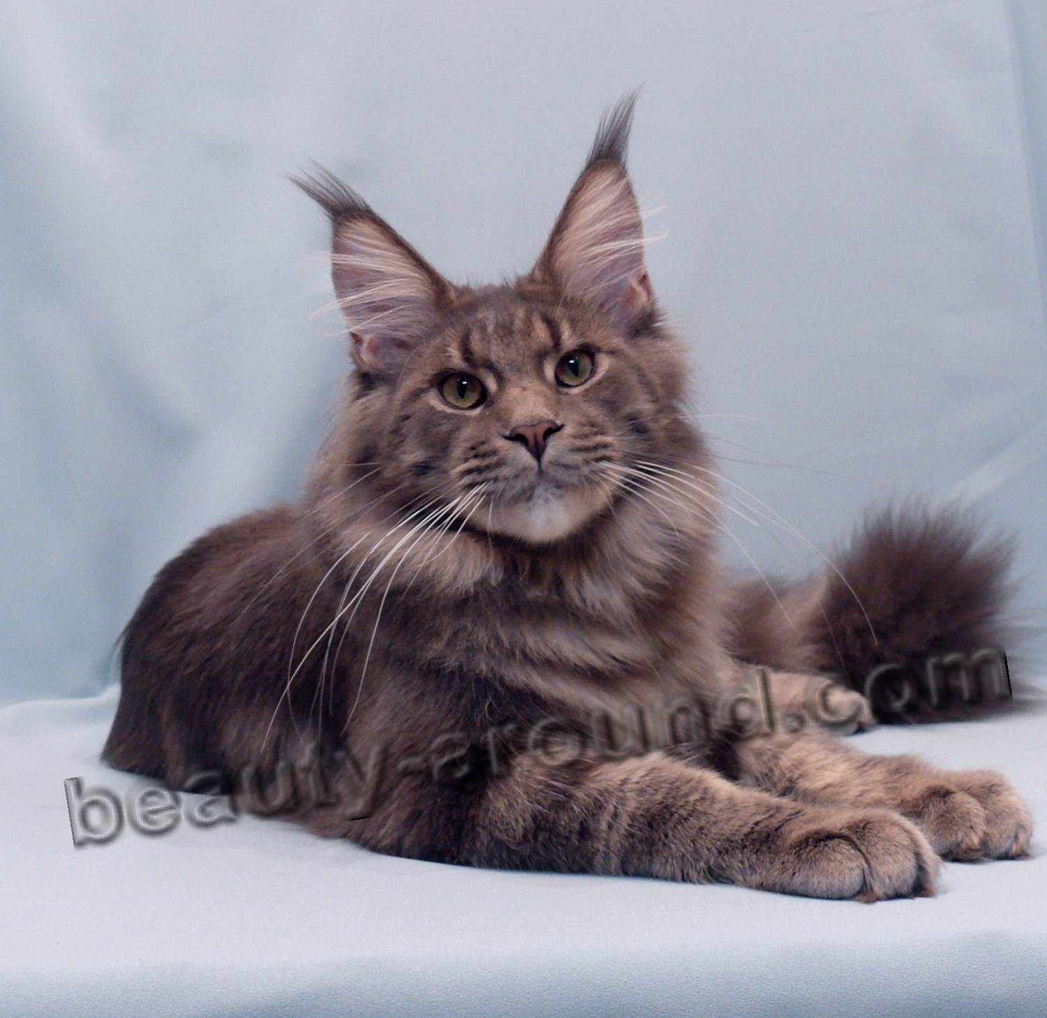 maine coon photos