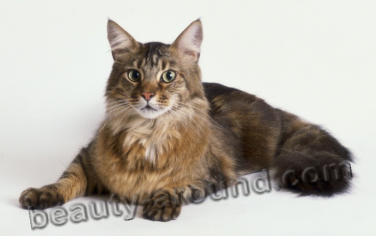 maine coon photos