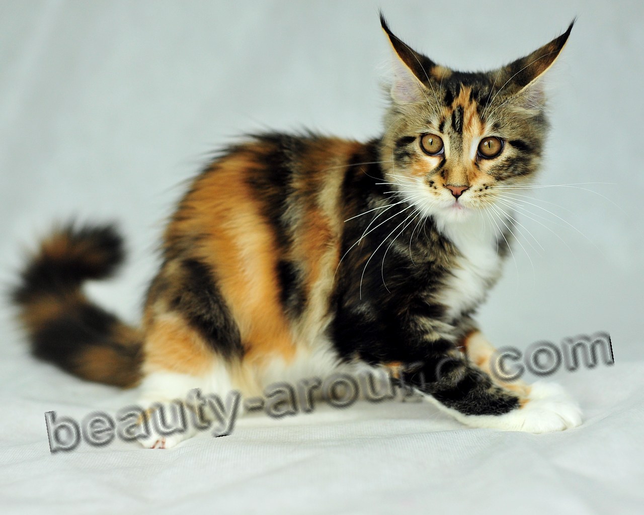 maine coon photos