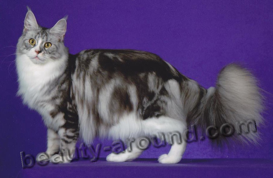 maine coon photos