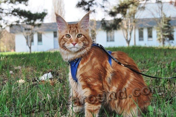 maine coon photos, Maine Coon on a leash