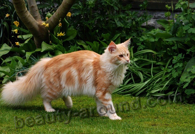 maine coon photos pictures, watch a video about the Maine Coon