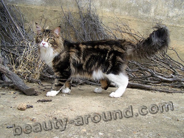 maine coon photos pictures, watch a video about the Maine Coon