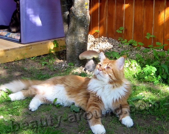 maine coon photos pictures, watch a video about the Maine Coon