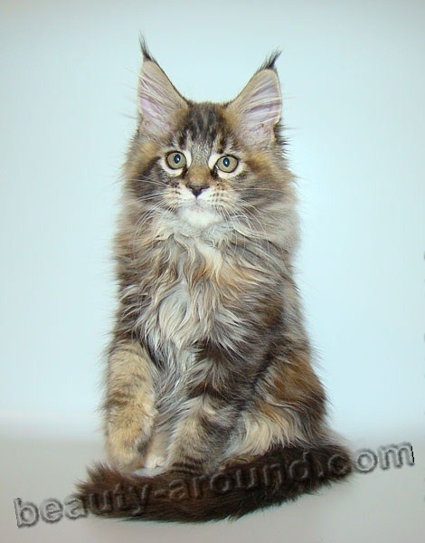 maine coon kittens photos