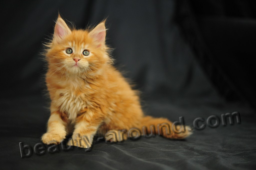 maine coon kittens photos