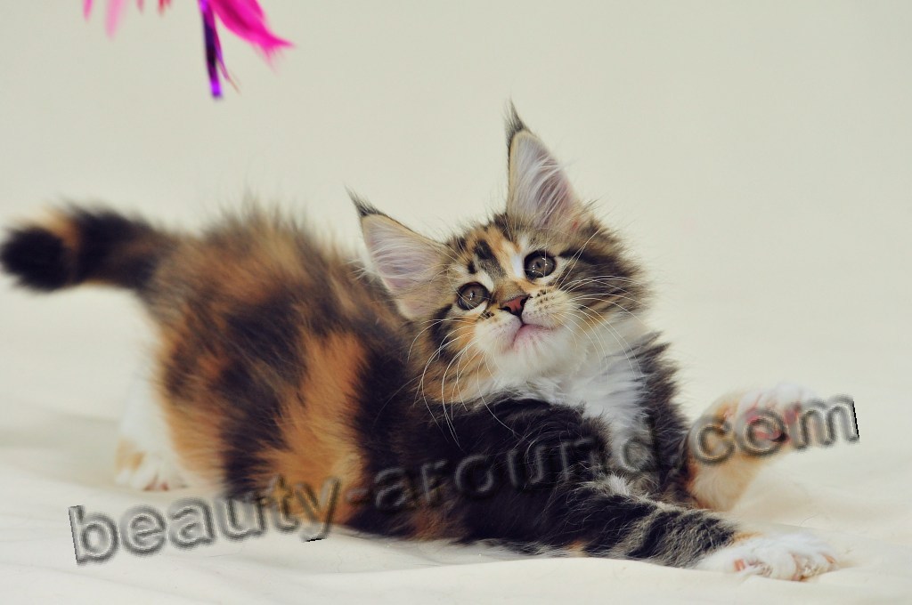 maine coon kittens photos pictures