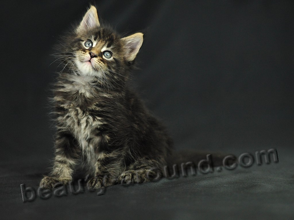 maine coon kittens photos pictures