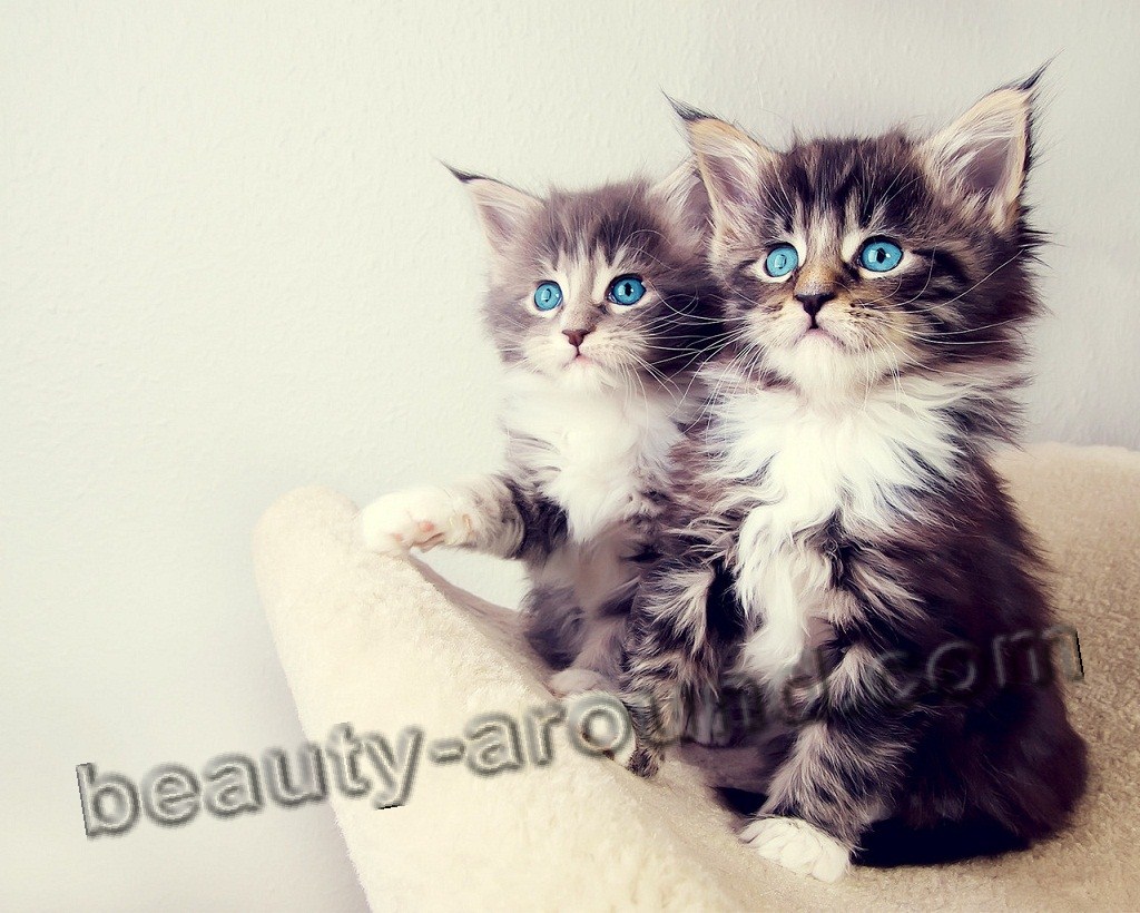 maine coon kittens photos pictures