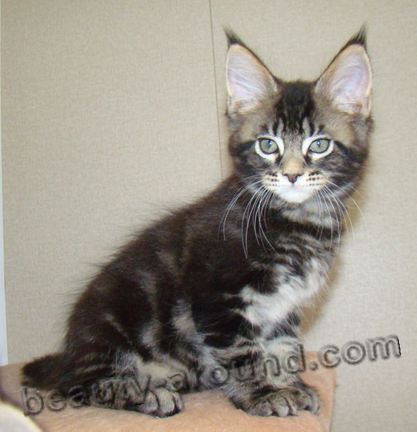 maine coon kittens photos pictures