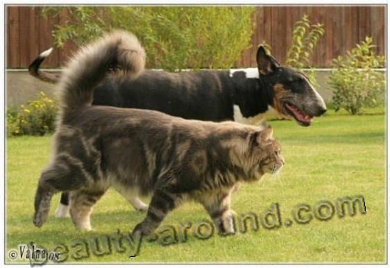 maine coon photos pictures, Maine Coon with dog