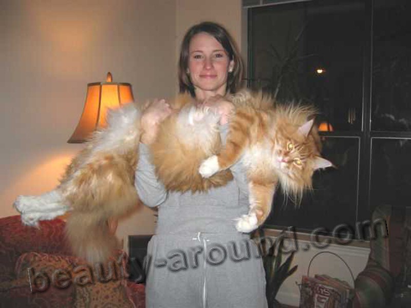 maine coon photos pics, Maine Coon on the hands with the owner, maine coon photos, maine coon kittens, maine coon pictures, maine coon cat kittens, the largest cat in the world