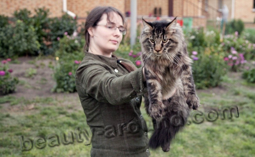 maine coon photos pics, Maine Coon on the hands with the owner, maine coon photos, maine coon kittens, maine coon pictures, maine coon cat kittens, the largest cat in the world