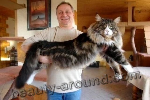 maine coon photos pics, Maine Coon on the hands with the owner, maine coon photos, maine coon kittens, maine coon pictures, maine coon cat kittens, the largest cat in the world