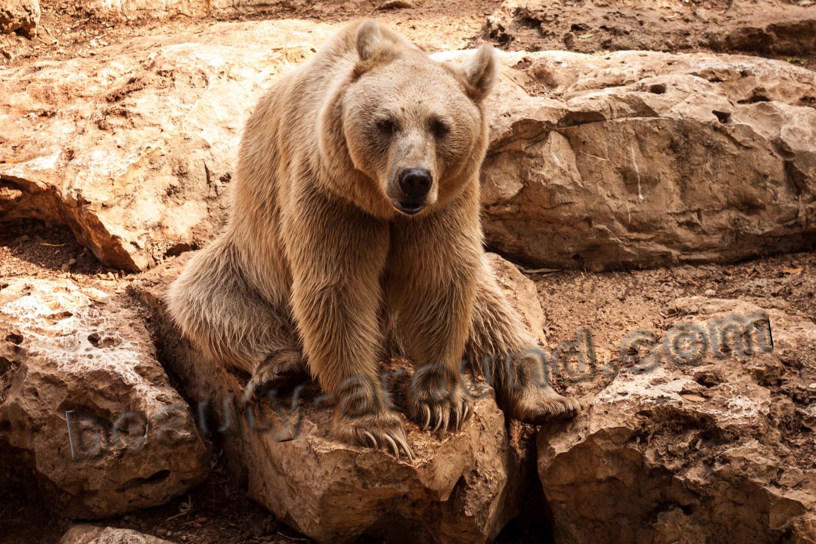 Syrian brown bear beautiful bear photos