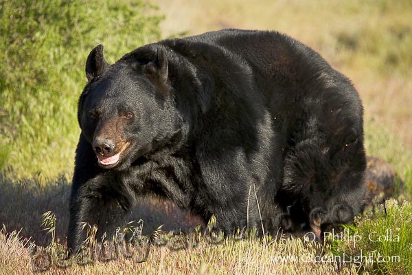 Black Bear beautiful bear photos