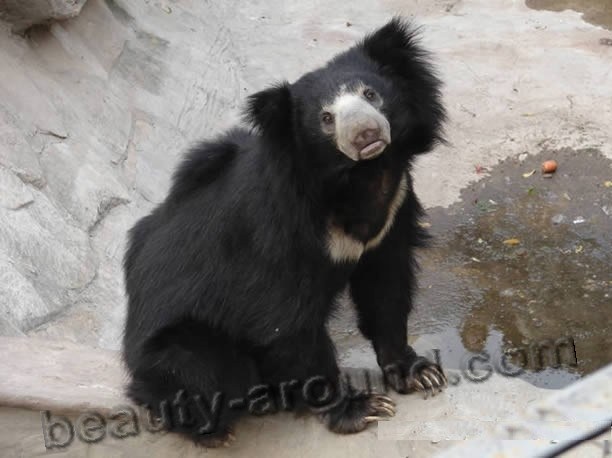 Sloth-bear beautiful bear photos