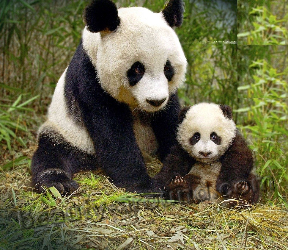 Большая панда (бамбуковый медведь)
