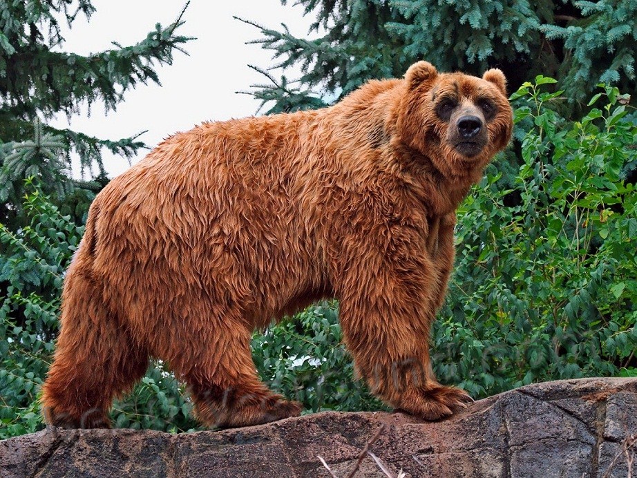 Kodiak beautiful bear pictures