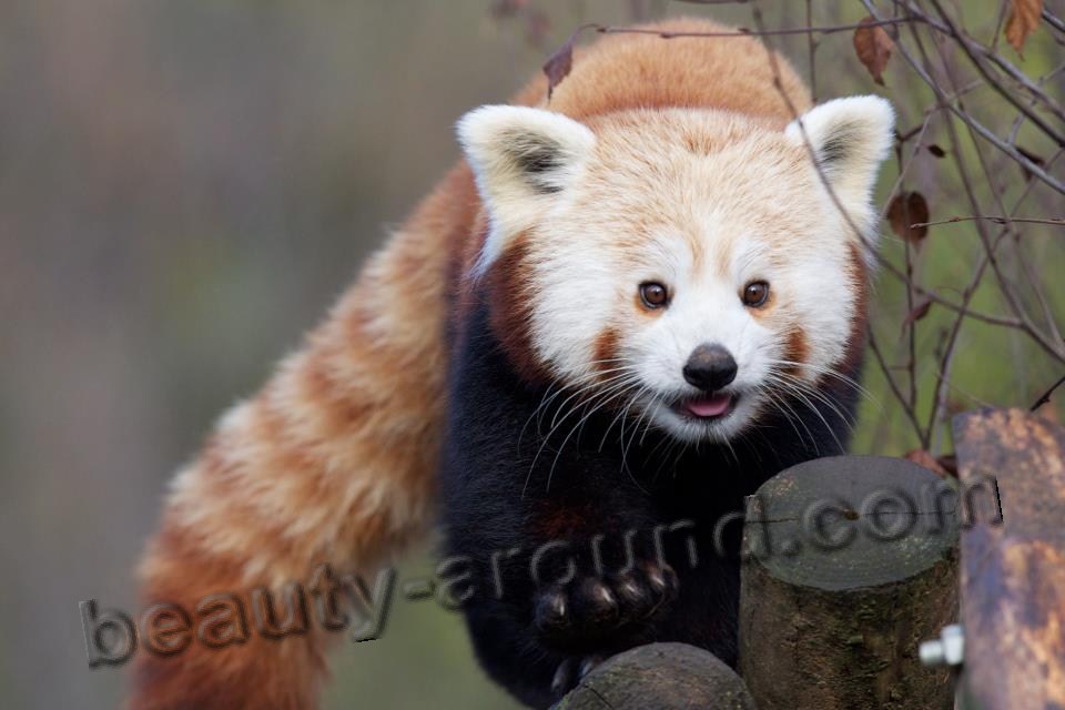 Red panda  beautiful bear pictures