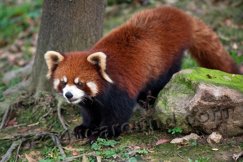 Red panda  beautiful bear photos