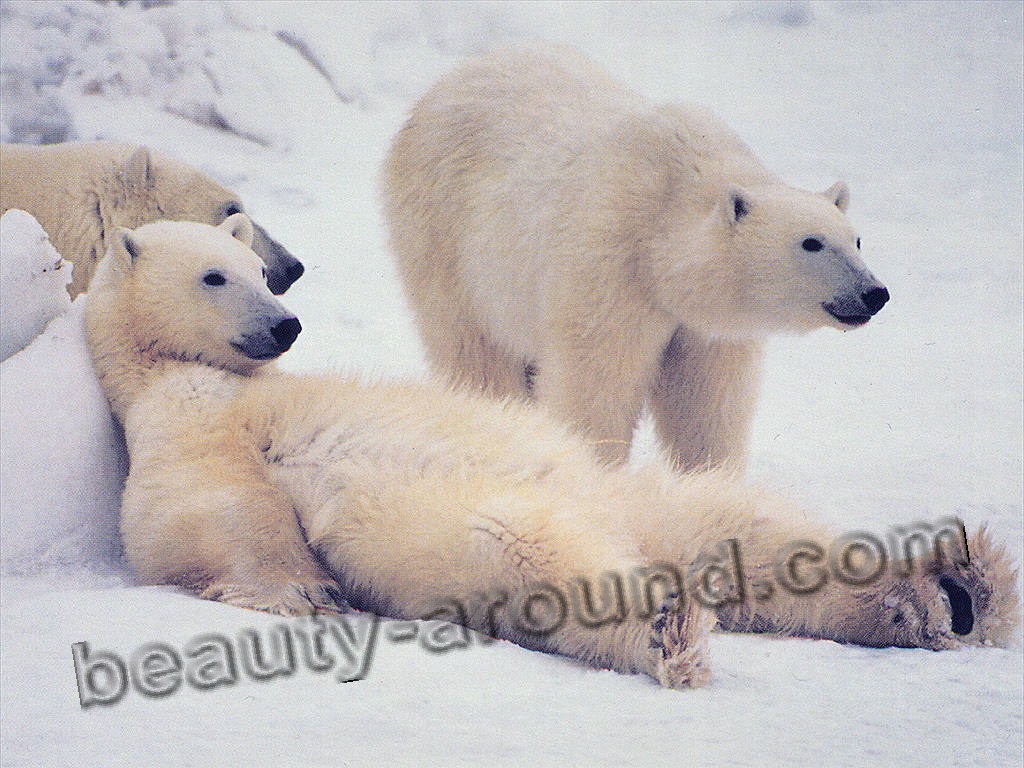 Белый медведь  (полярный медведь, северный медведь, морской медведь или ошкуй)