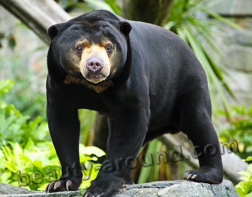 Малайский медведь (солнечный медведь или бируанг)