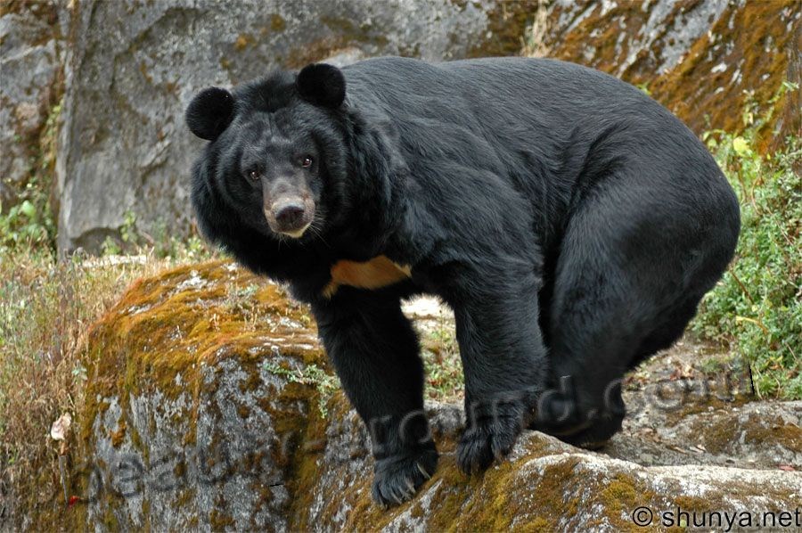Himalayan black bear beautiful bear photos