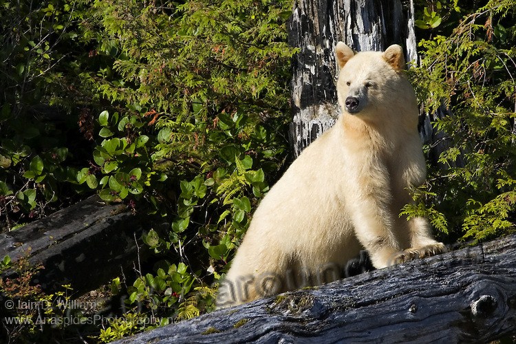 Kermode beautiful bear photos