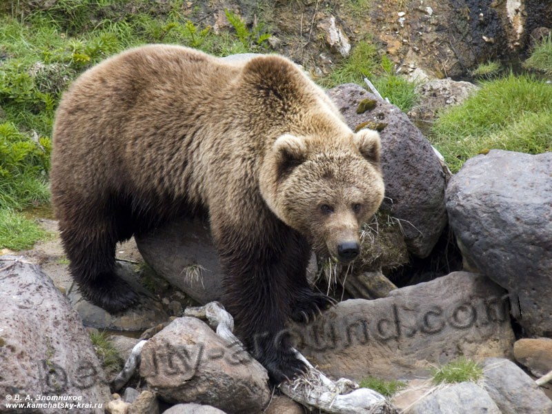 Камчатский бурый медведь