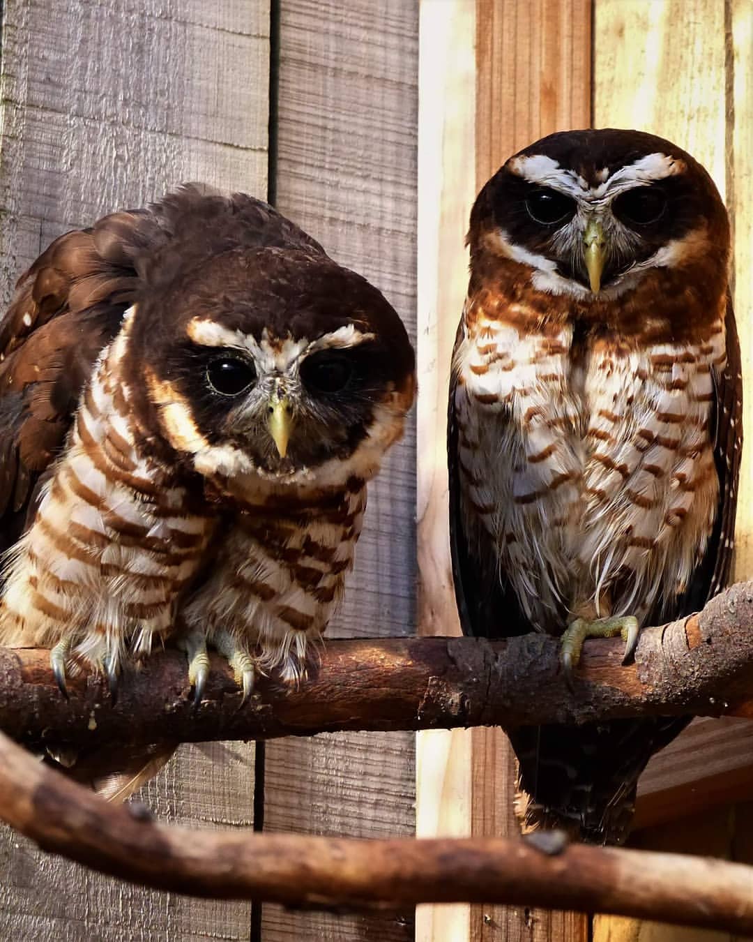 Band-bellied Owl photo