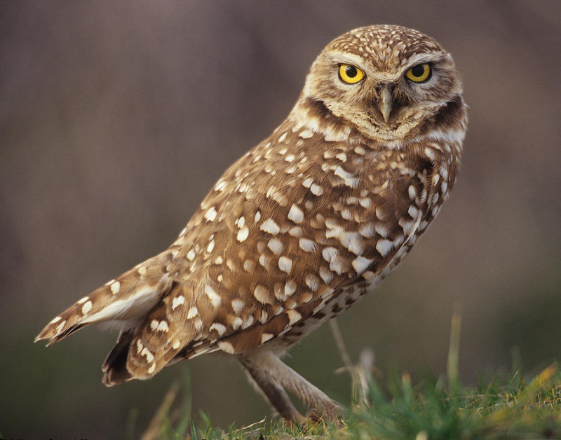 Burrowing Owl photo