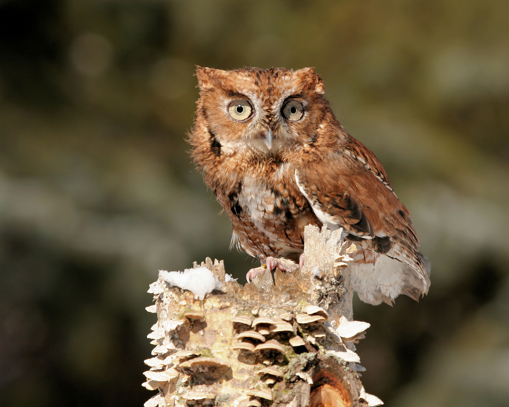 Eastern screech owl photo