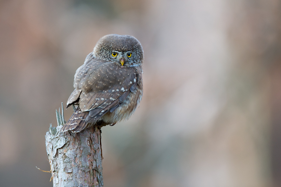 Eurasian Pygmy Owl photo