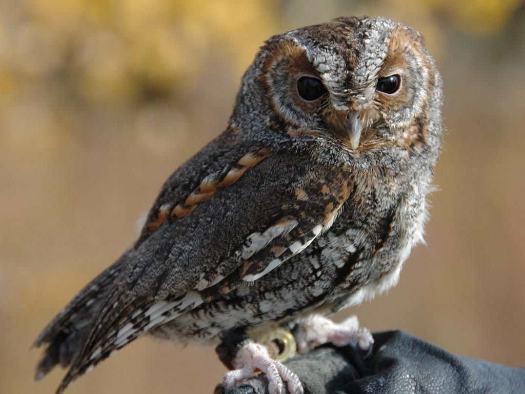 Flammulated owl photo